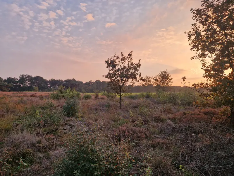Heide en struiken in het avondlicht, met een jonge boom in het midden.