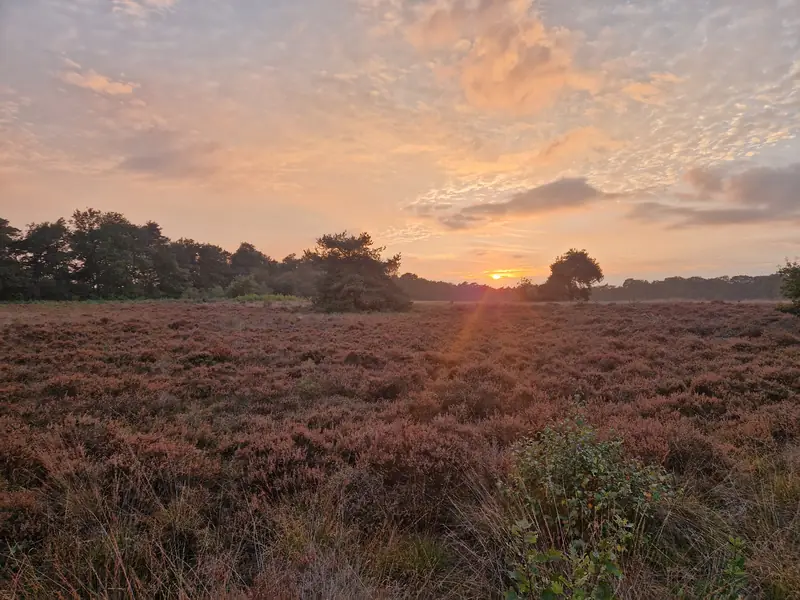 De heide bij zonsondergang, met de zon laag boven de bomen.