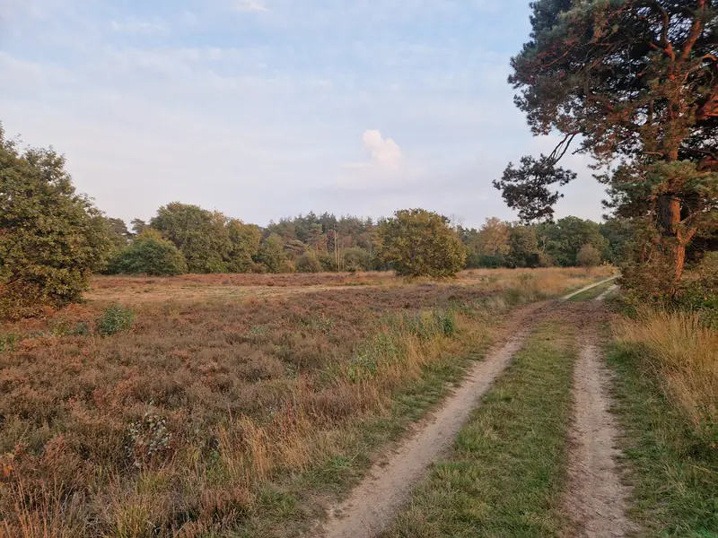Een zandpad over de heide naar de bomen, met rechts een den.